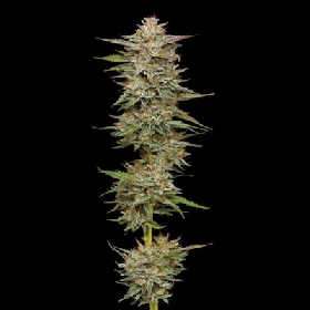 Banana OG > Humboldt Seed Company
